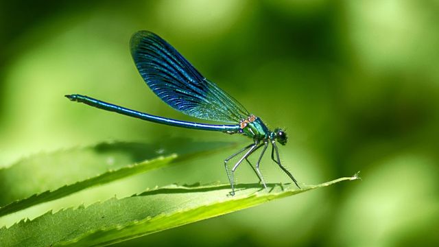 Foods Named After Animals Quiz Dragonfly