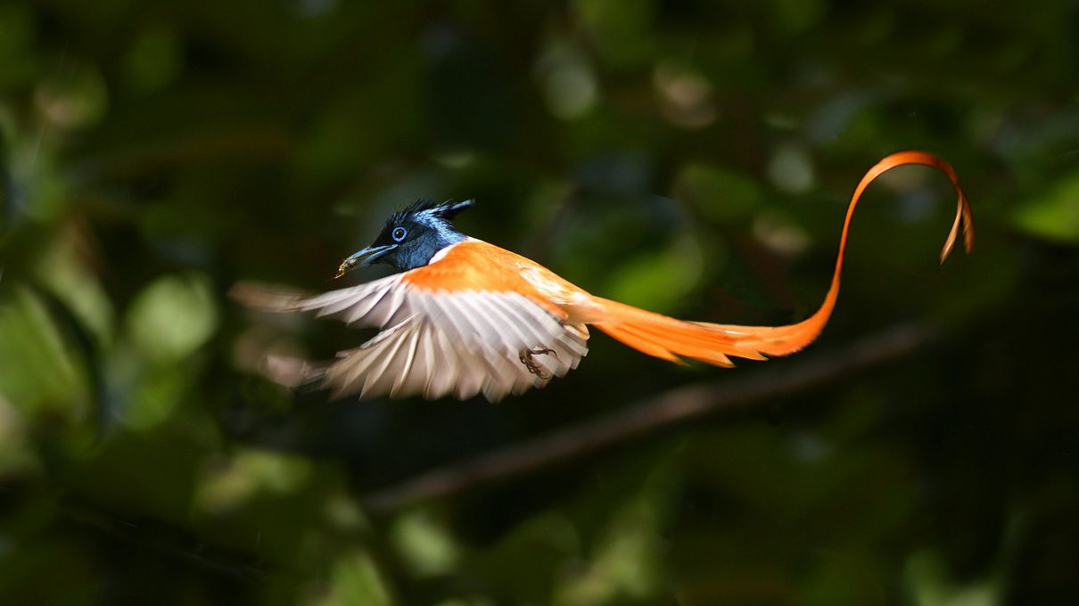 Paradise bird