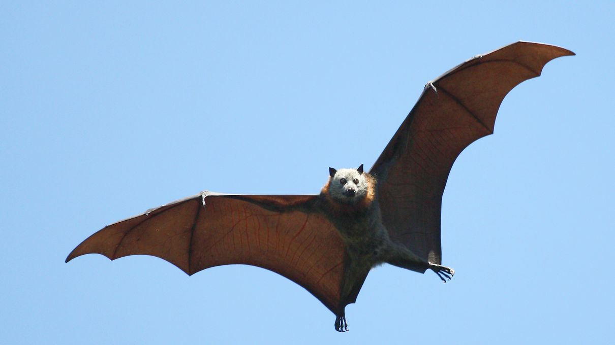 It's OK If You Don't Know Much About Animals. Take This Quiz to Learn Something New Megabat