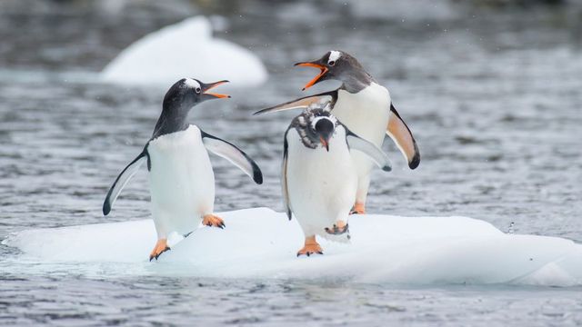 Challenge Yourself In This General Knowledge Quiz — Do You Have What It Takes To Score 75%? Penguin
