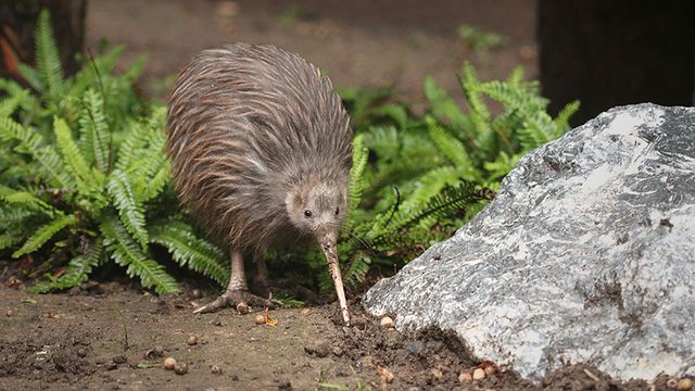 Kakapo Trivia Quiz Kiwi