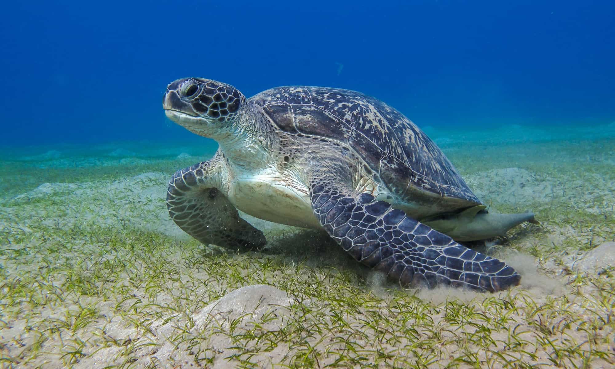 Marine Biology Trivia Quiz Leatherback turtle