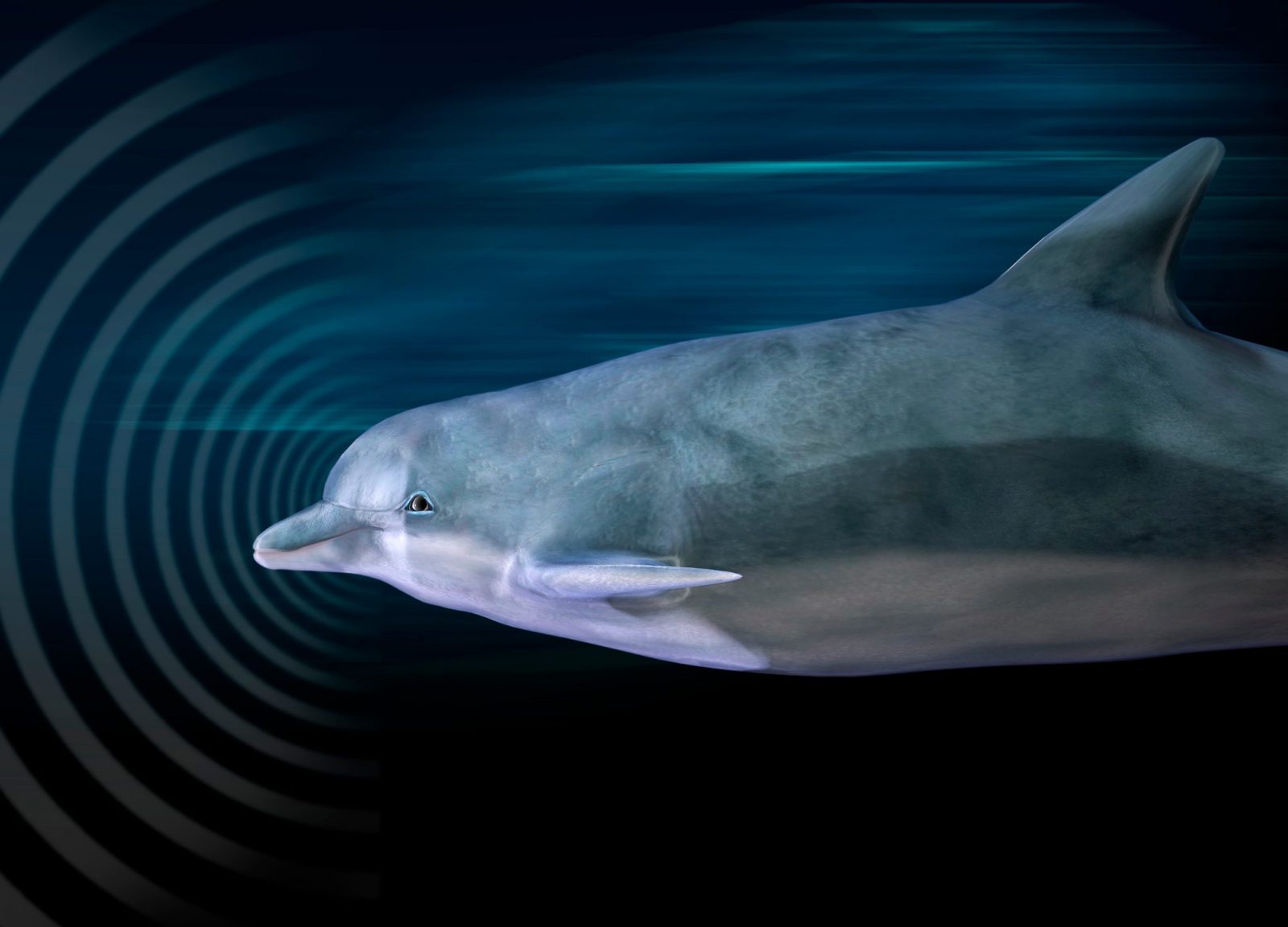 Challenge Yourself in This General Knowledge Quiz — Do You Have What It Takes to Score 75%? Dolphin echolocation