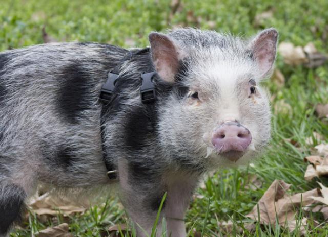 🐰 Pick Your Favorite Pet Companion for These Scenarios and We’ll Reveal Your True Mental Age 🐶 Pot-bellied pig