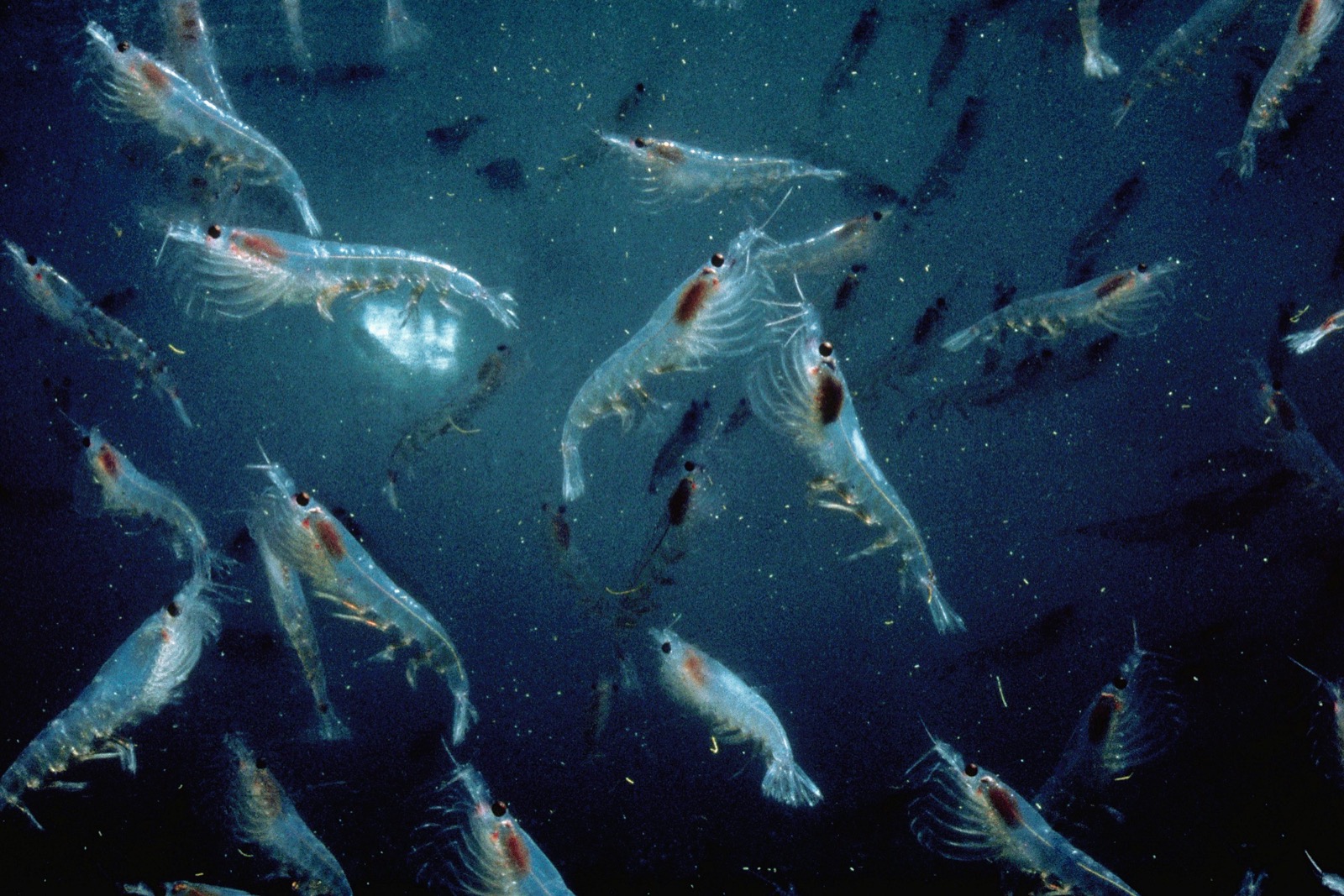 Marine Biology Trivia Quiz Krill