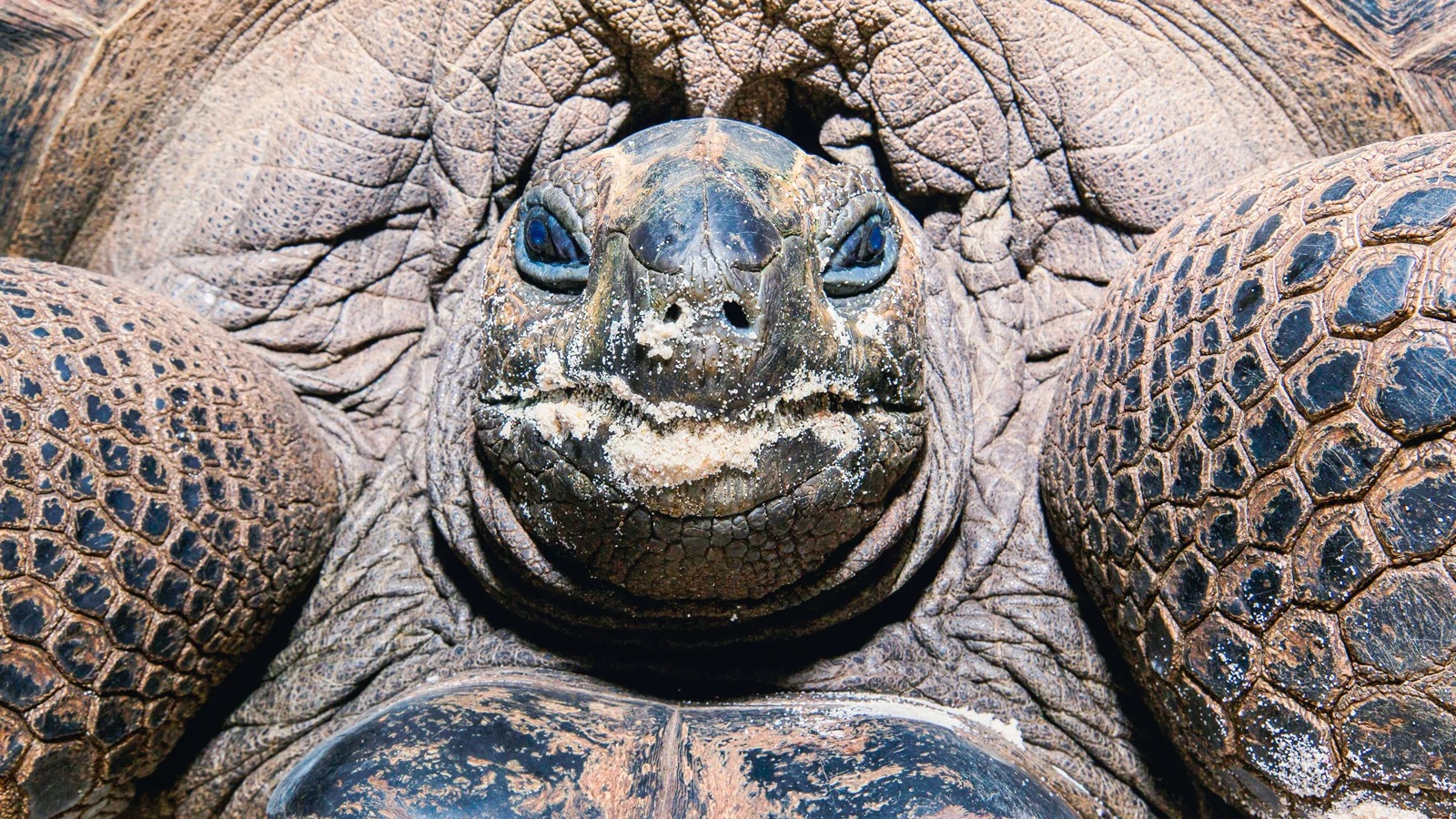 It's OK If You Don't Know Much About Animals. Take This Quiz To Learn Something New Aldabra giant tortoise