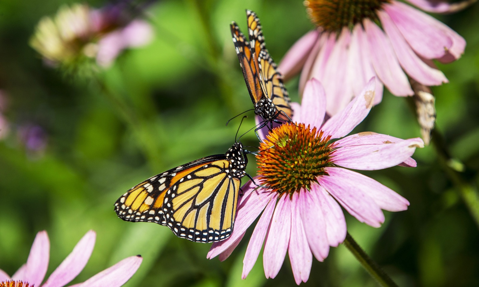 🧪 This Science Quiz Will Be Extremely Hard for Everyone Except Those With a Seriously High IQ 🧠 Monarch Butterfly butterflies flower