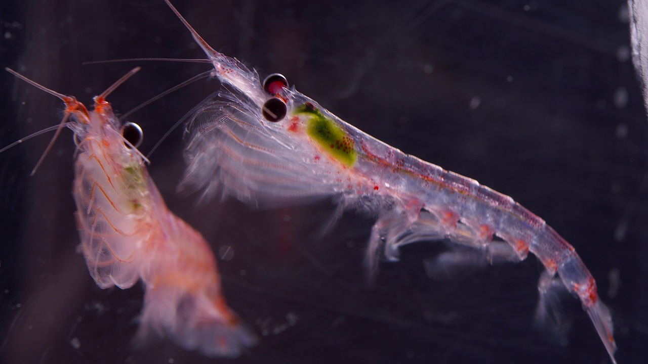 Penguin Trivia Quiz Krill