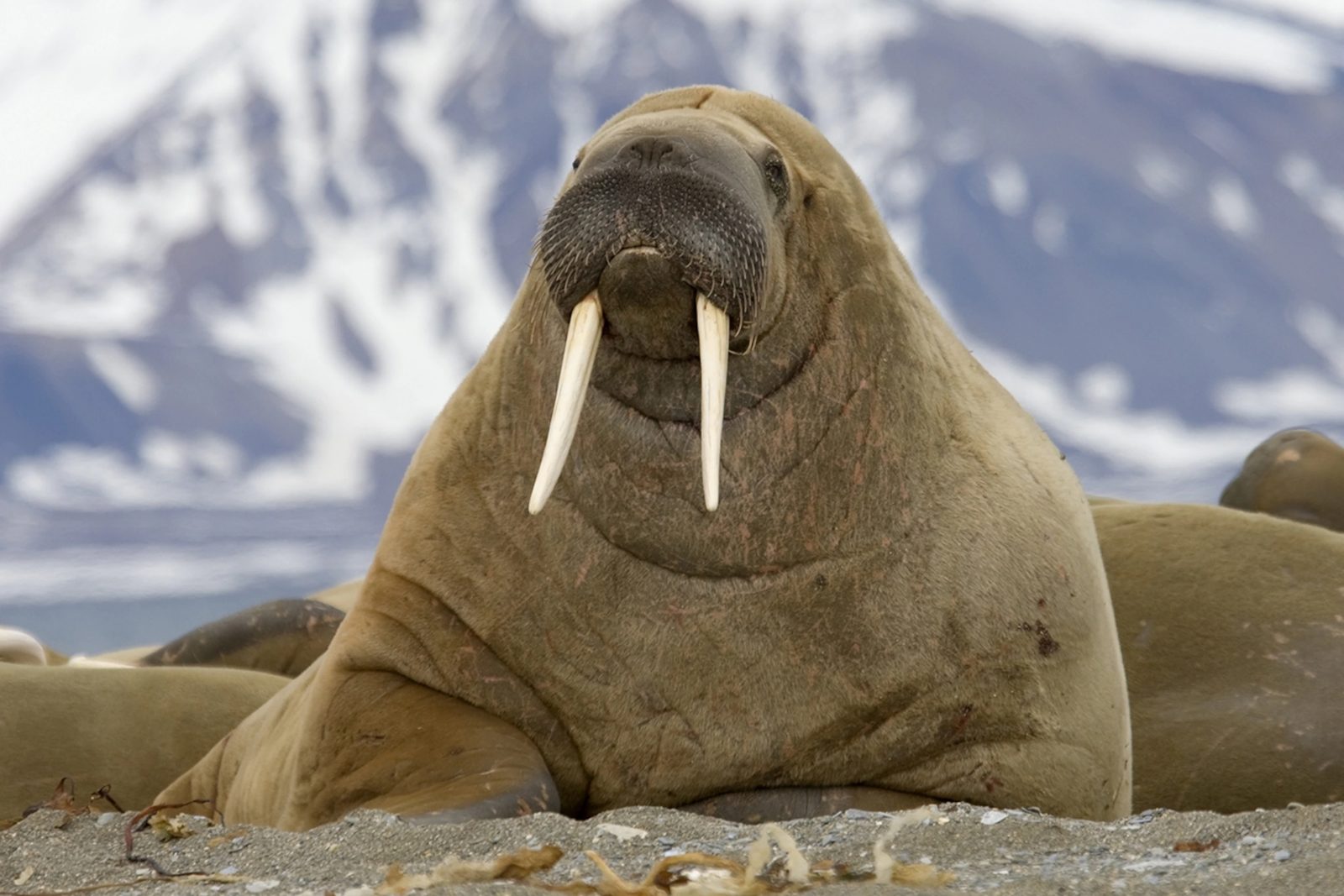 New Year's Eve Trivia Quiz Walrus plunge
