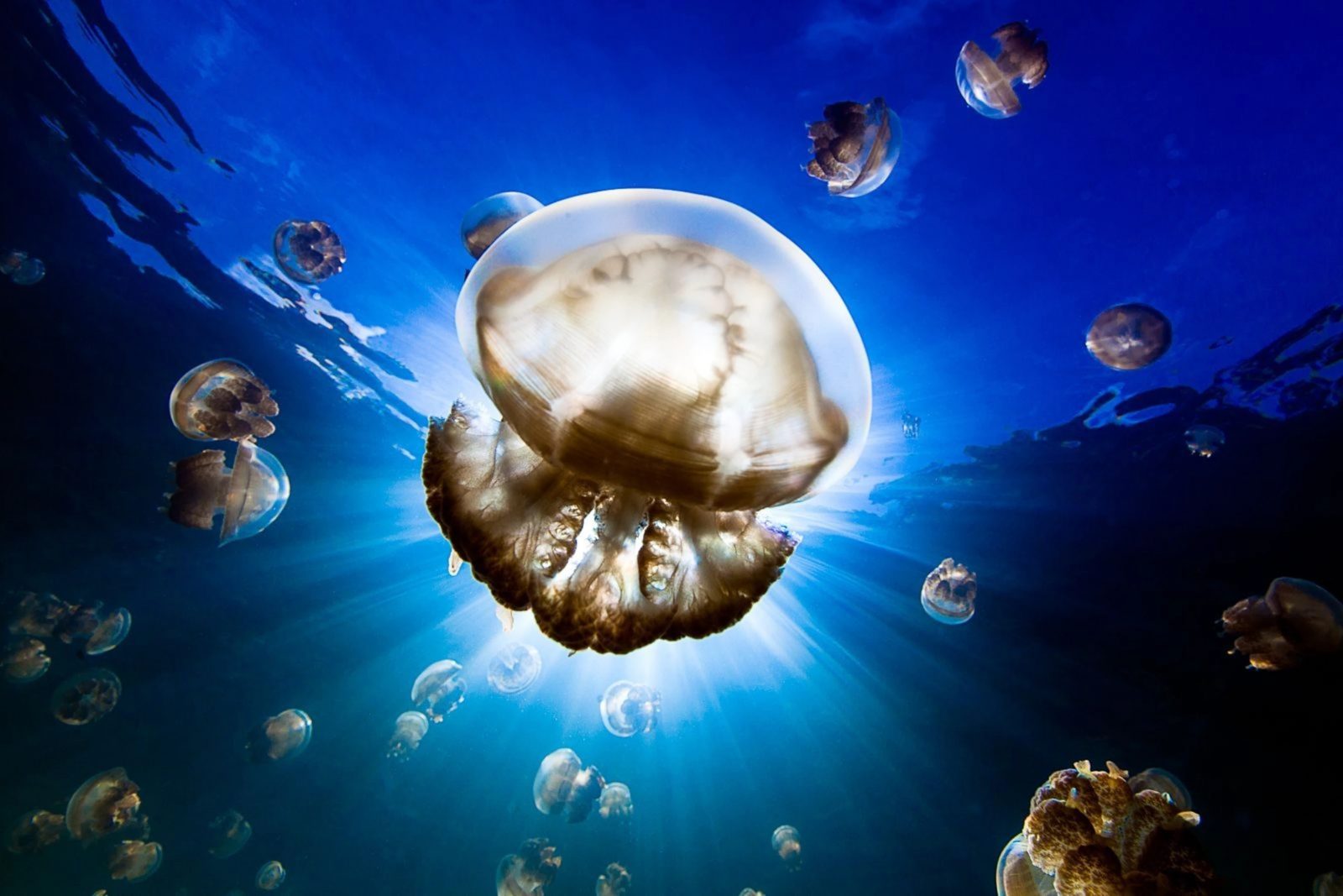 What Element Am I? Quiz Jellyfish