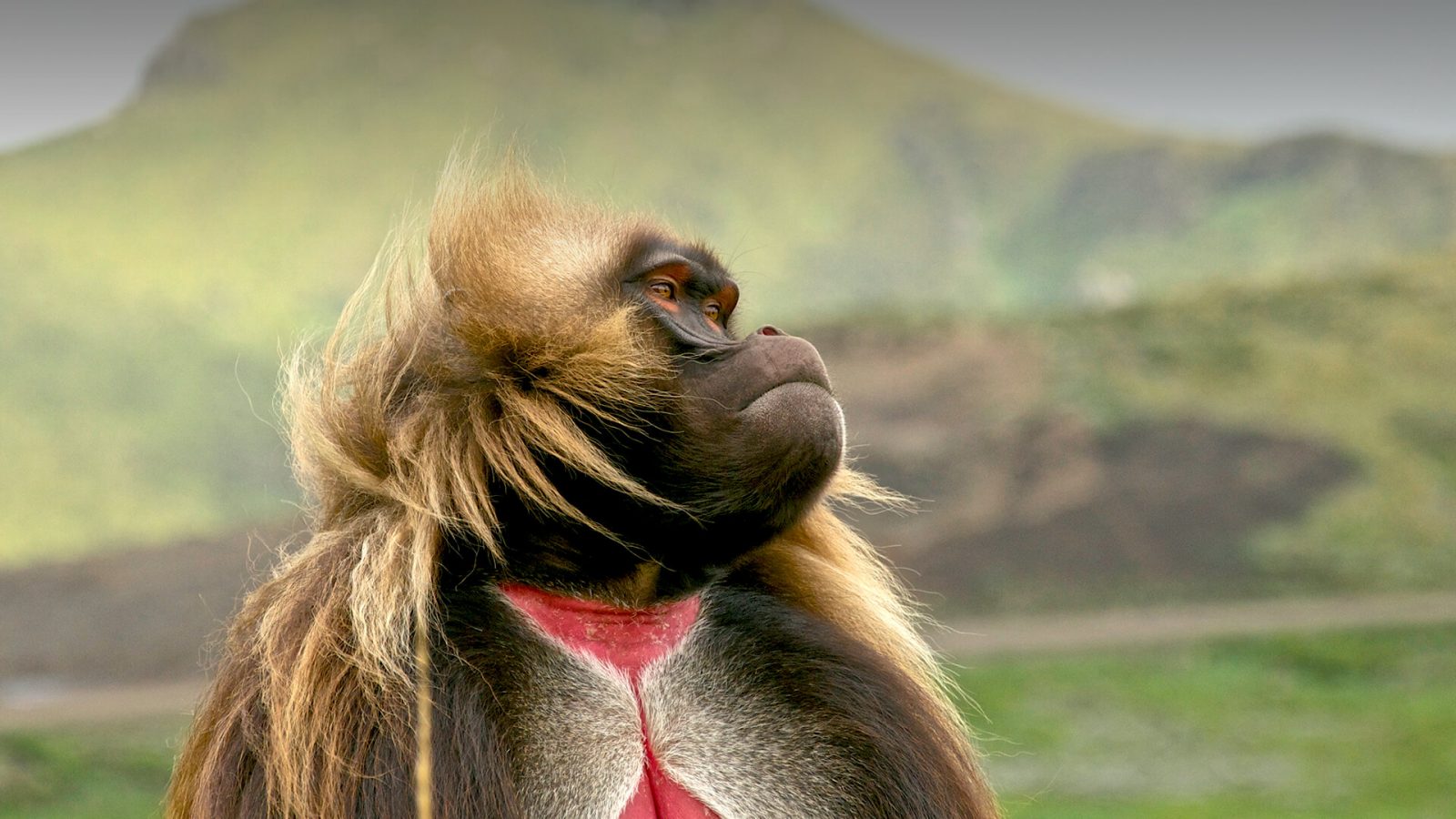 It's OK If You Don't Know Much About Animals. Take This Quiz To Learn Something New Omnivore
