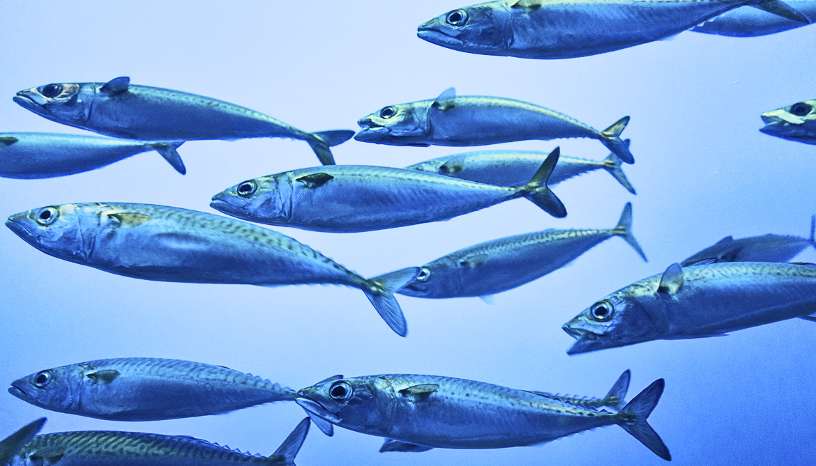 It’ll Feel Super Satisfying If You Score Big on This 25-Question Random Trivia Quiz Sardines fish