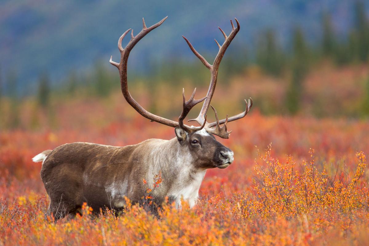 World Animal Day Quiz Caribou