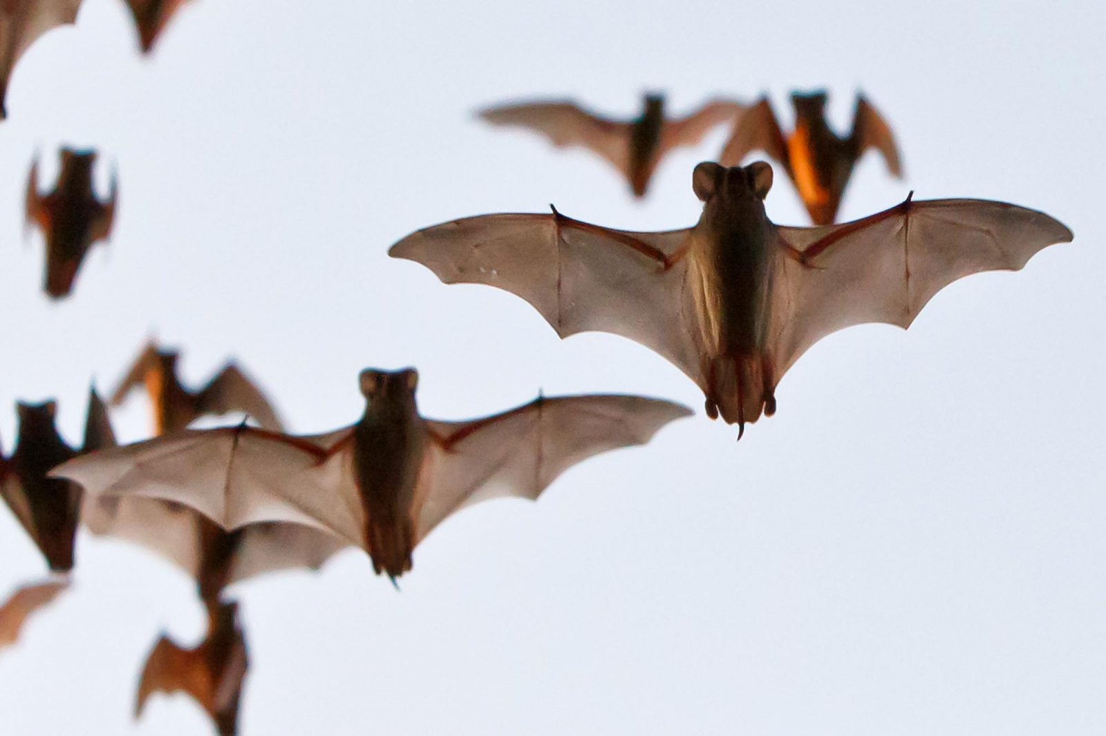 This Animal Quiz Might Not Be Hardest 1 You've Ever Taken, But It Certainly Isn't Easy Mexican free-tailed bat