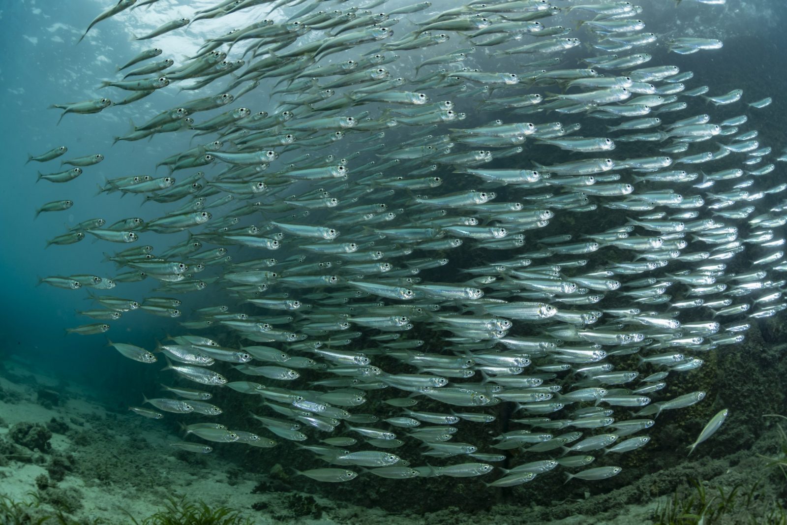 Are You One Of 10% Who Can Nail This 25-Question English Test? Fish