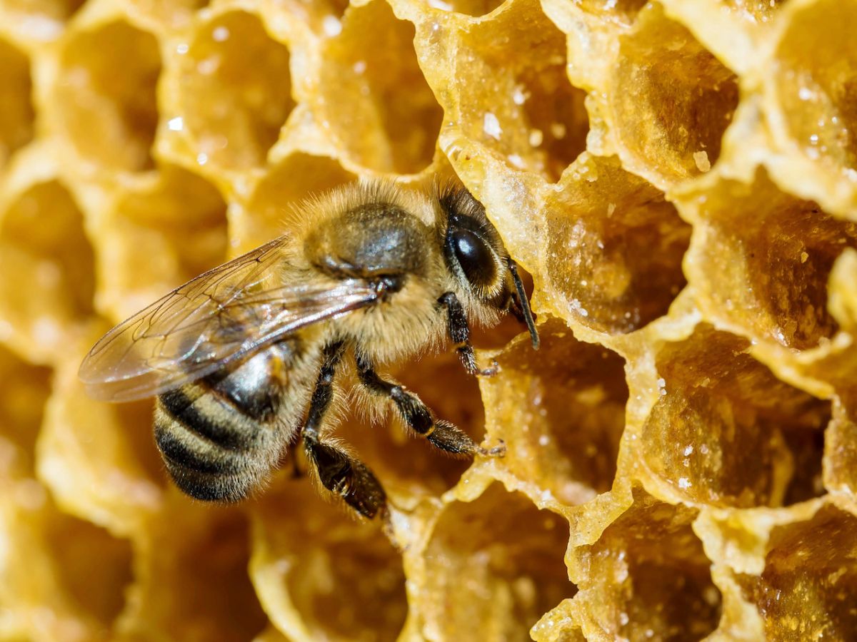 This Animal Quiz Might Not Be Hardest 1 You've Ever Taken, But It Certainly Isn't Easy Honey bee