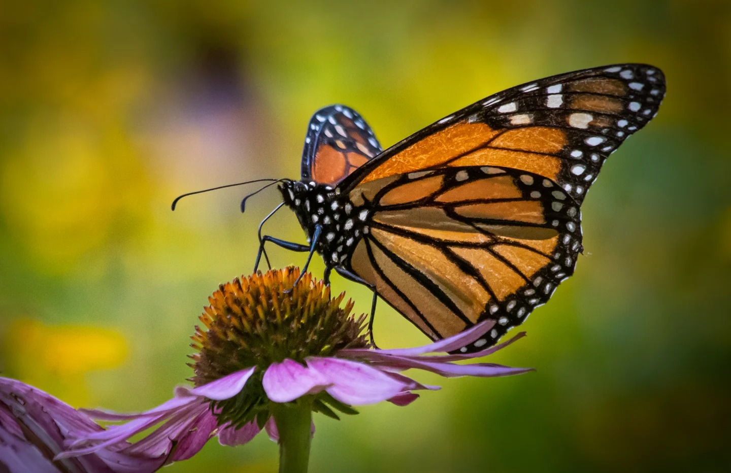 Can We Accurately Guess Your Zodiac Element Just by the Team of Animals You Build? Monarch butterfly