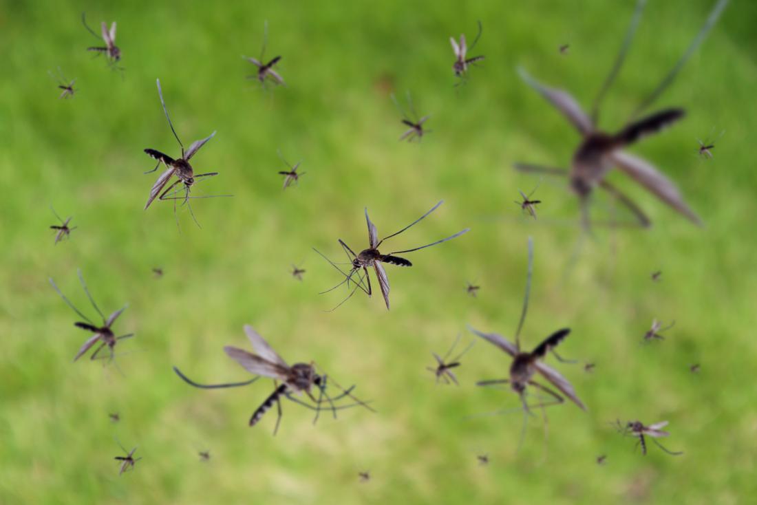 Yellow Trivia Quiz From a mosquito