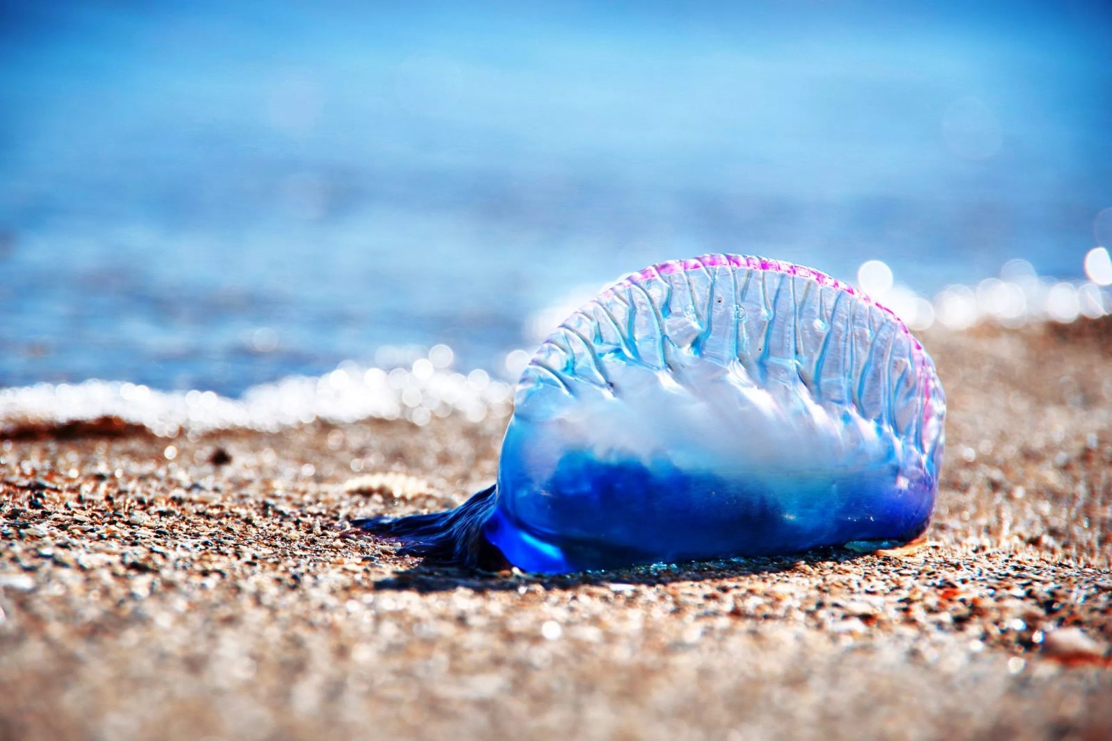 Beach Vacation Trivia Quiz Portuguese man o\' war