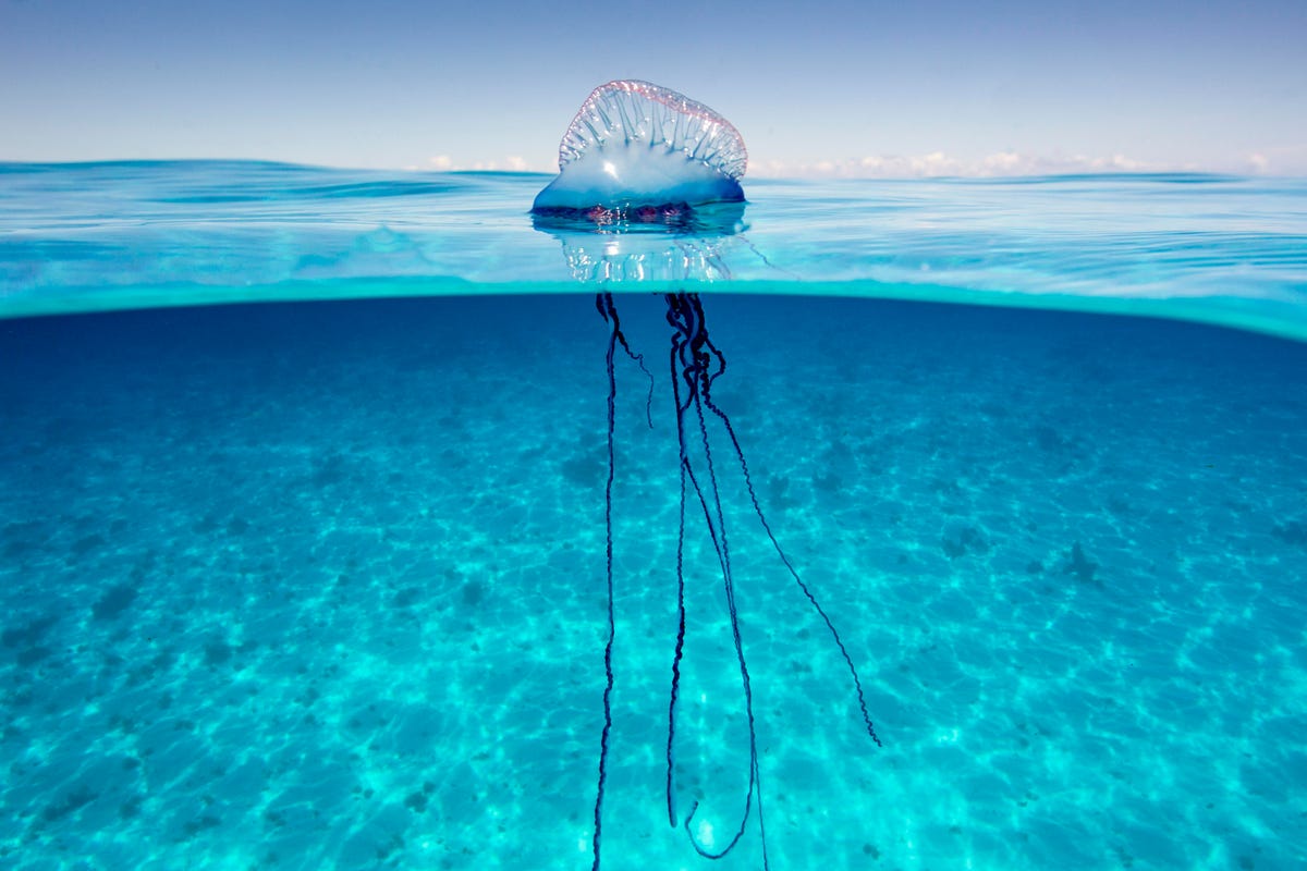 This Animal Quiz Might Not Be Hardest 1 You've Ever Taken, But It Certainly Isn't Easy Portuguese man o' war