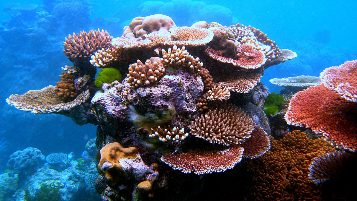 Marine Biology Trivia Quiz Coral