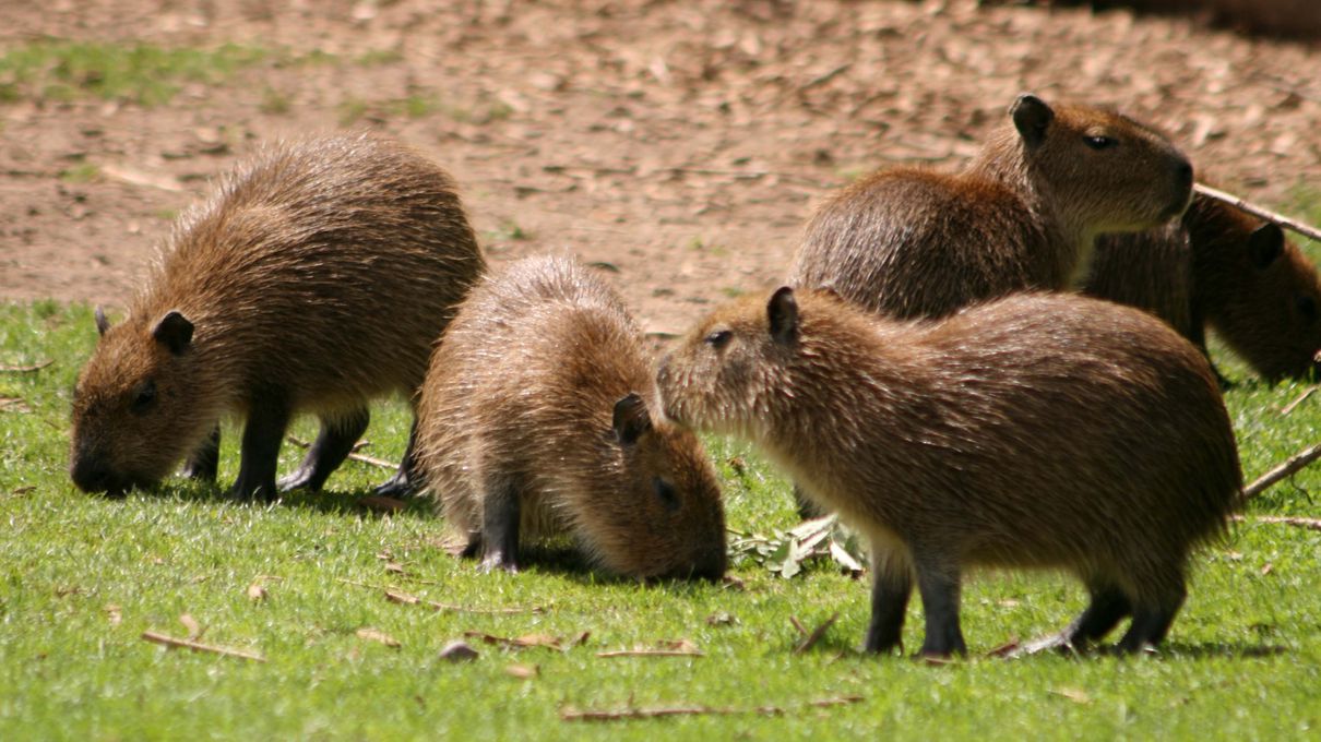 Second Largest Animals Capybara