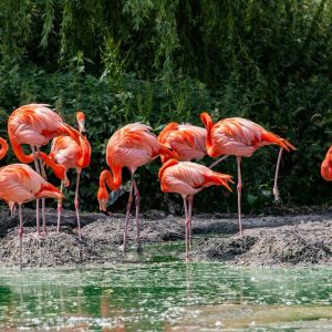 Can We Accurately Guess Your Zodiac Element Just by the Team of Animals You Build? Flamingo