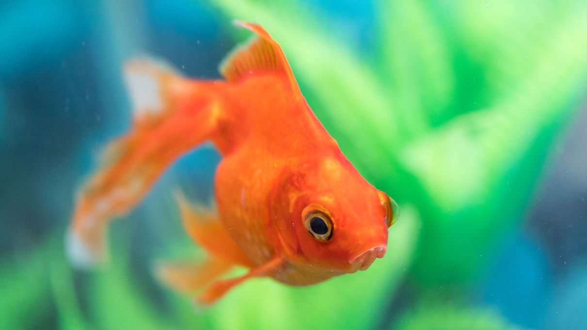 New Year's Food Quiz Fish