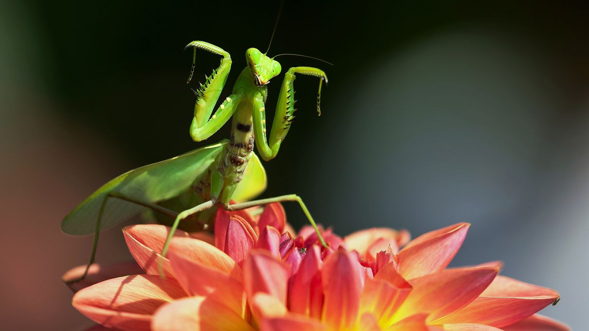 Foods Named After Animals Quiz Praying Mantis