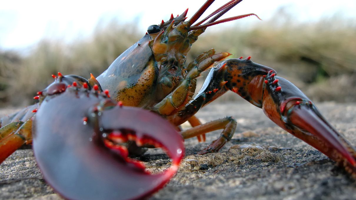 🧪 Do You Know Enough About Science to Answer 19 of These 25 Questions Correctly? Lobster