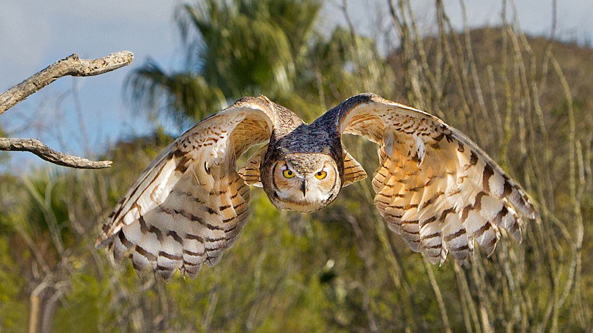 North American Countries Quiz Great horned owl