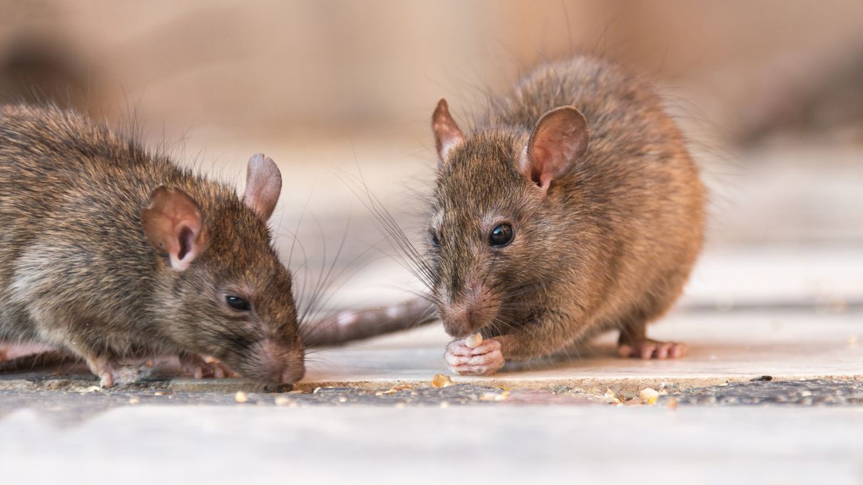 This Mixed Trivia Quiz Will Prove If You're Intelligent 1 in Your Family Rats