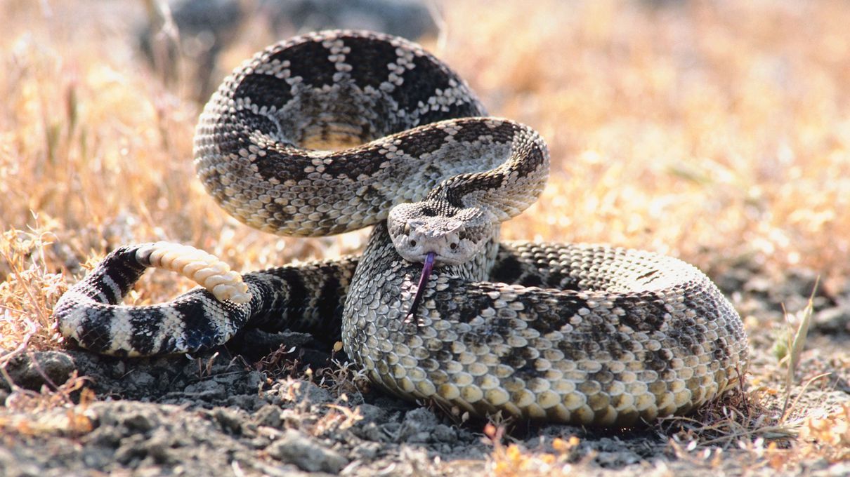 Alphabet Animals Pet Quiz Rattlesnake