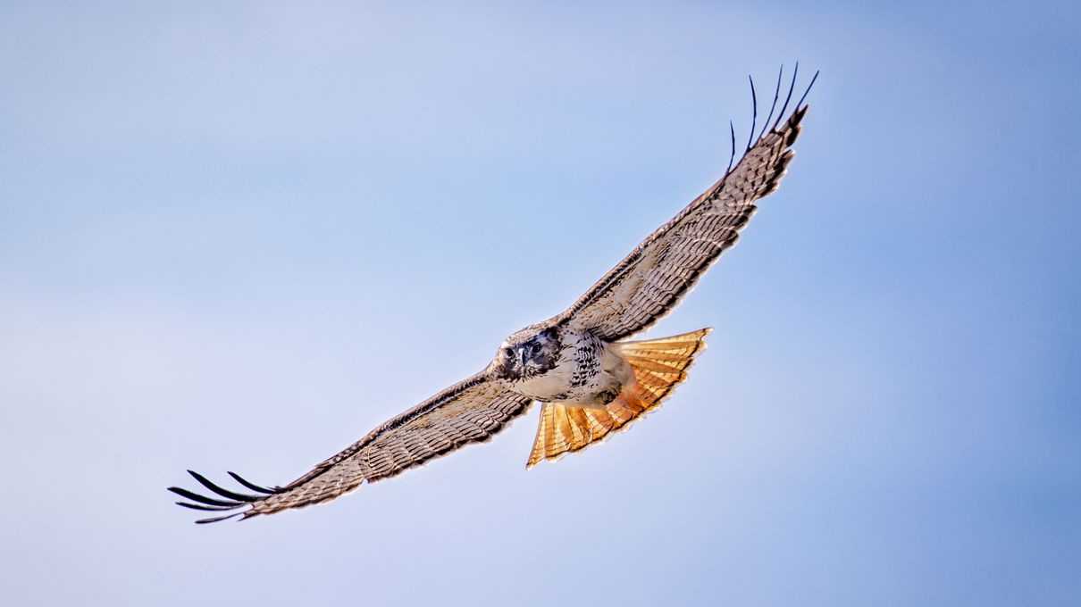 Can You Beat Your Friends in This Quiz That's All About Animals? Red-tailed hawk