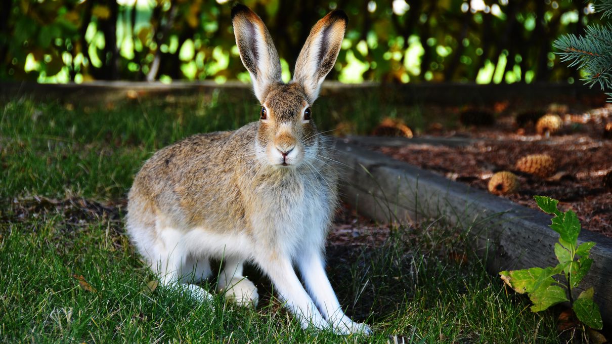 Alphabet Animals Pet Quiz Jackrabbit