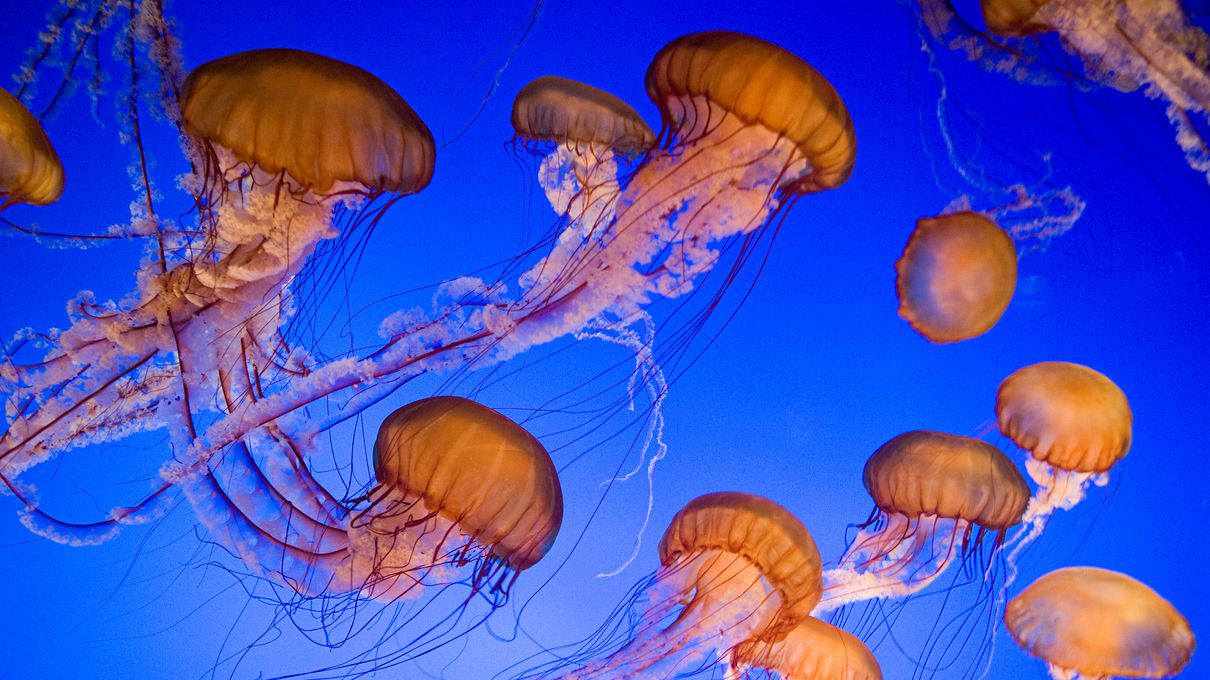 Marine Biology Trivia Quiz Jellyfish