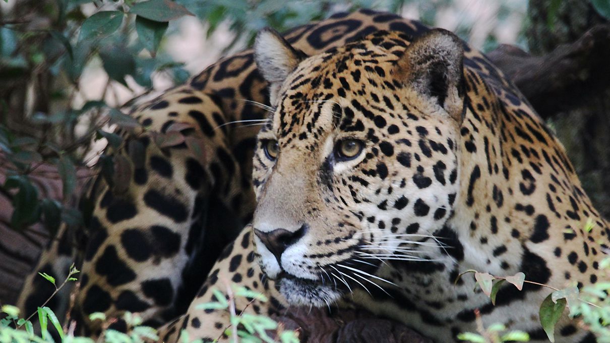 Pick Animals & Find Out Your True Season Quiz Jaguar