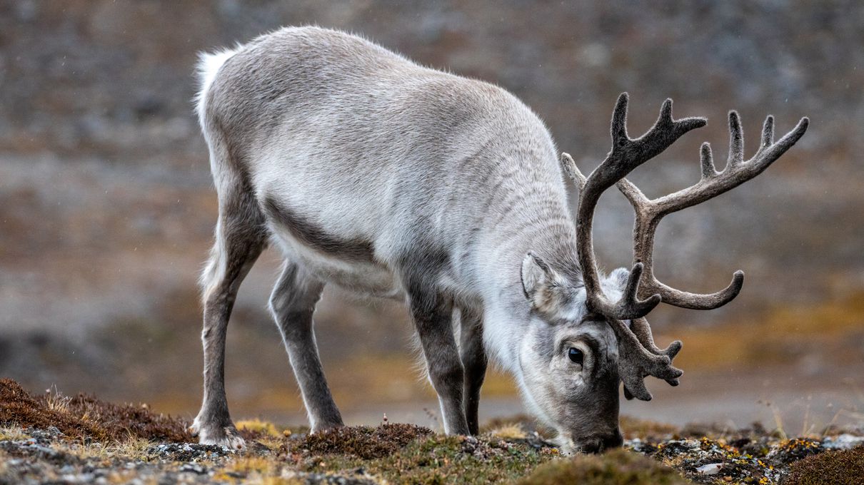 Plan Cozy Snow Day To Know Which Winter Comfort Food Yo… Quiz A friendly reindeer