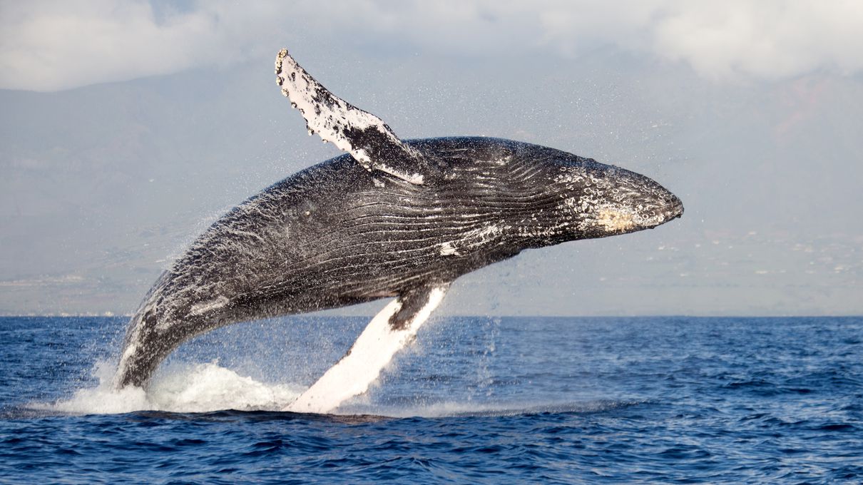 Can We Accurately Guess Your Zodiac Element Just by the Team of Animals You Build? Humpback whale