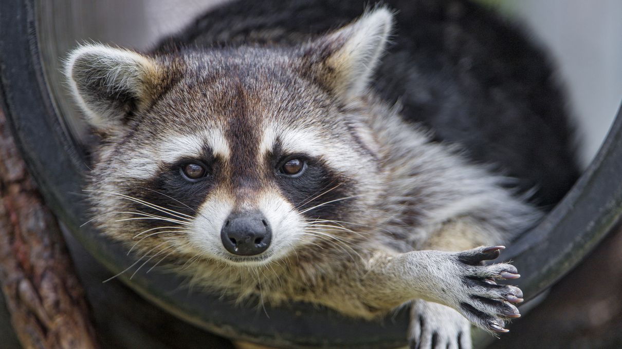 🐒 If You Can Answer 18 of These 24 Animal Questions Correctly, You Likely Know More Than Most People Raccoon omnivore