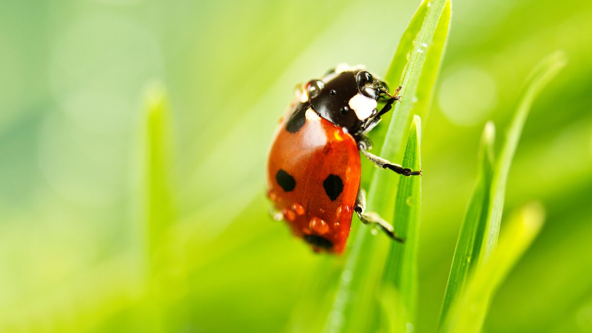 Foods Named After Animals Quiz Ladybird