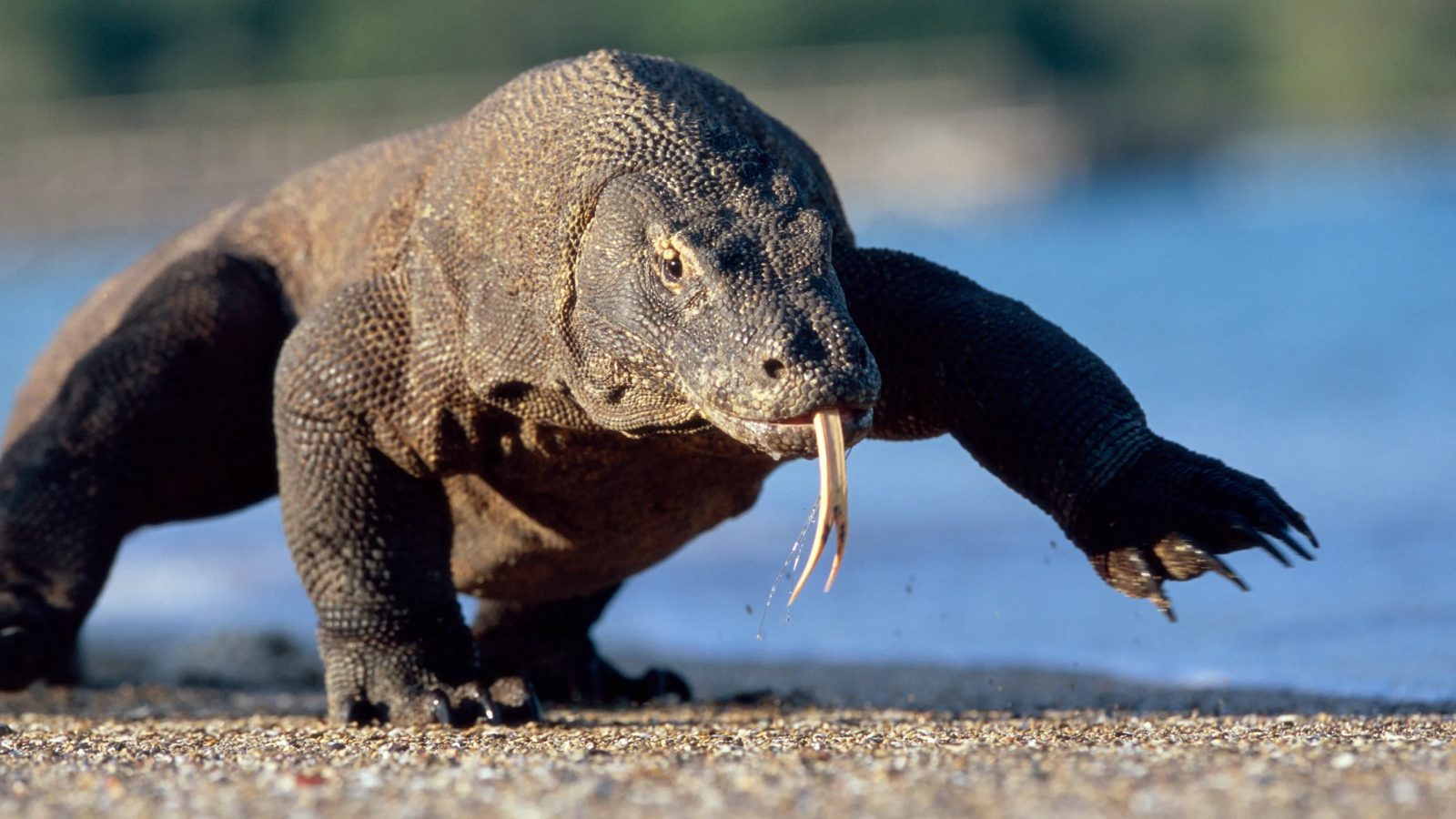 Alphabet Animals Pet Quiz Komodo dragon