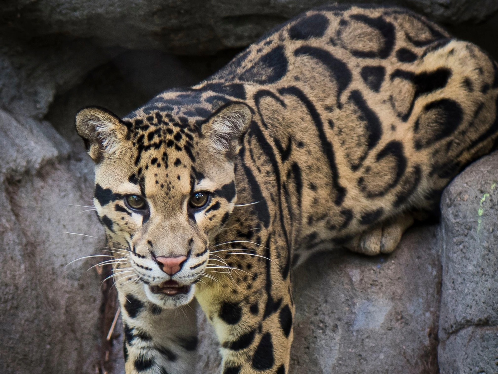 This Animal Quiz Might Not Be Hardest One You've Ever Taken, But It Certainly Isn't Easy Clouded leopard