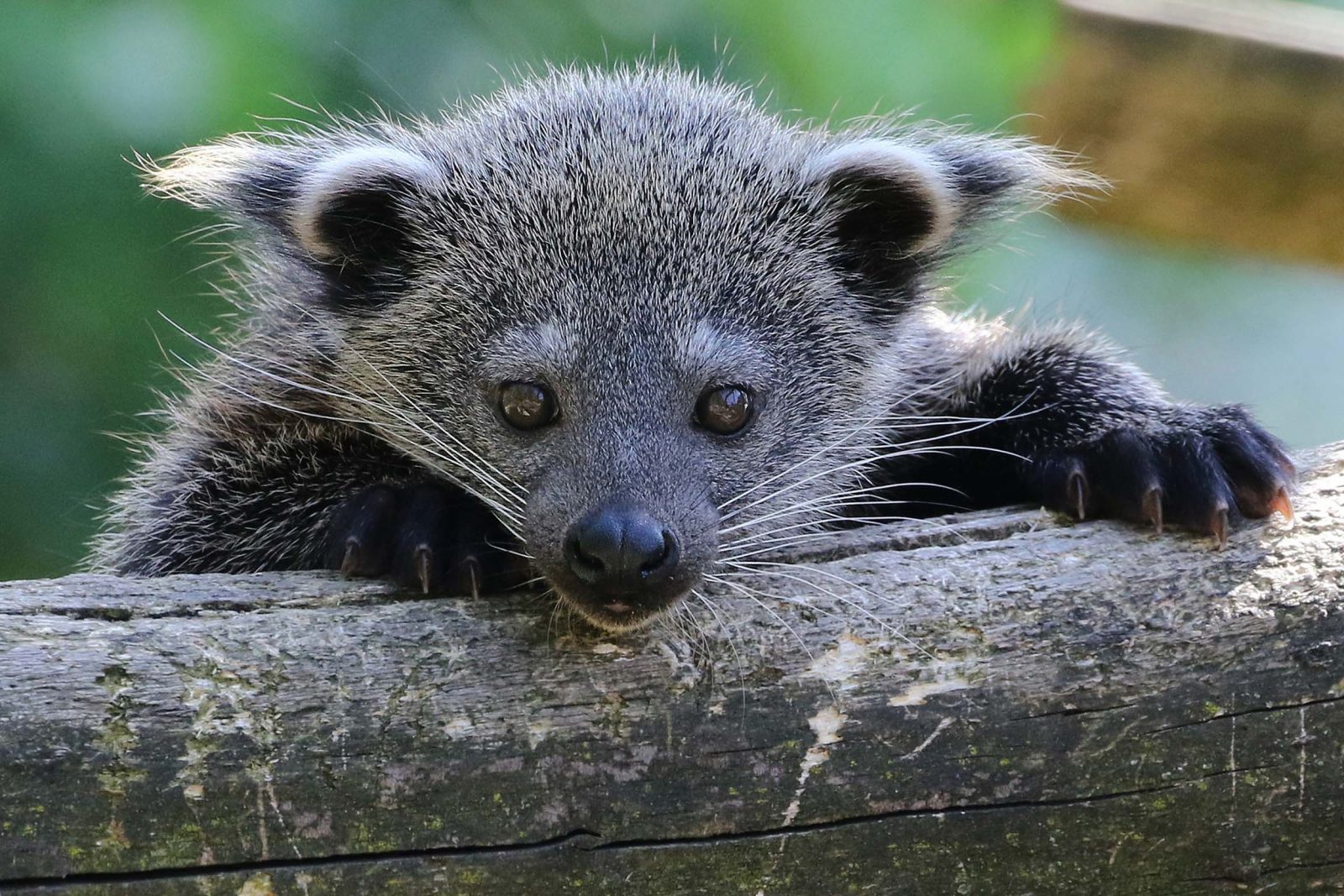 If You Can Pass This General Knowledge Test on Your First Try, You’re Undoubtedly Way Too Smart Binturong