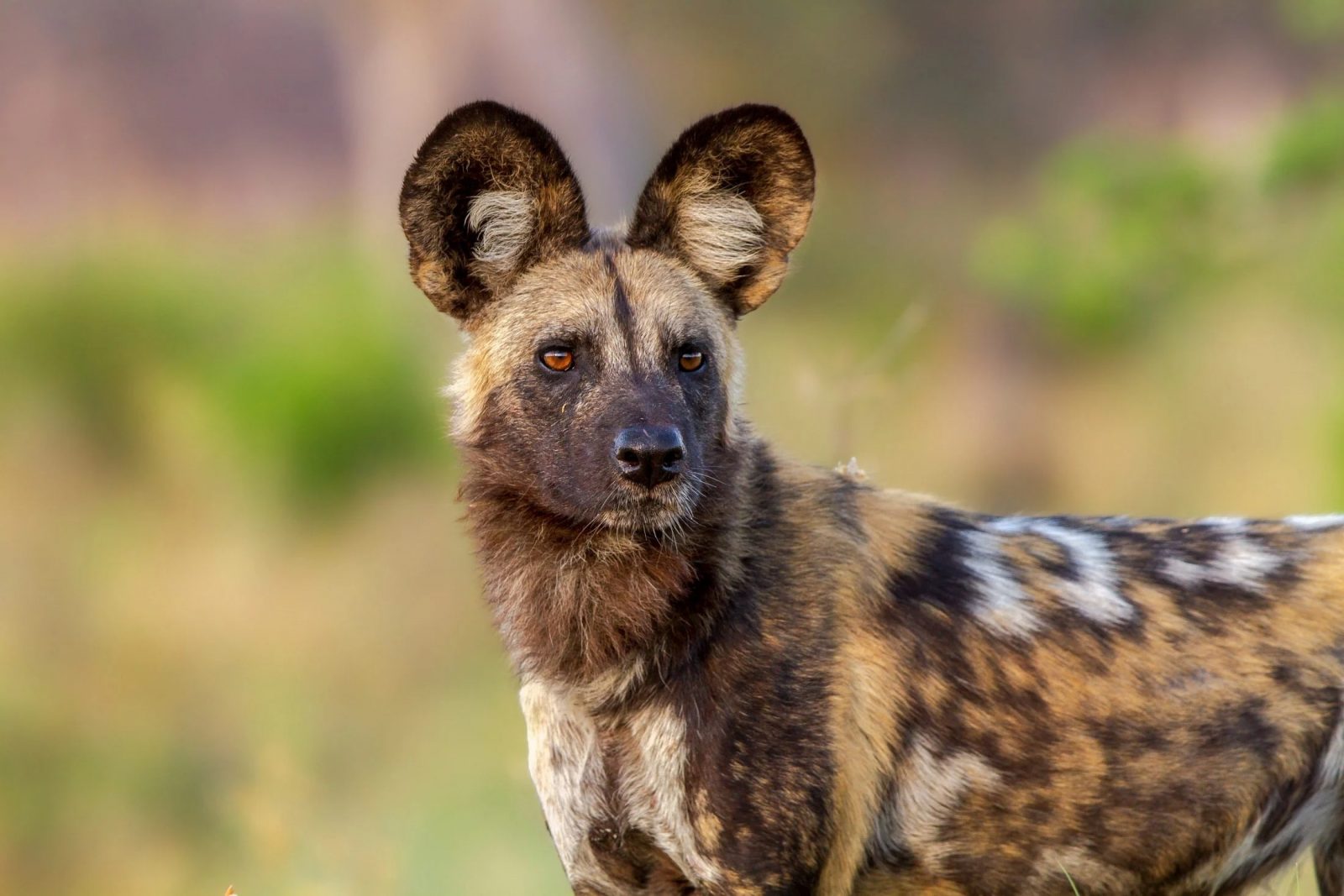 This Dog Trivia Quiz Will Separate the 🐶 Pups from the Top Dogs 🐕 – Are You Ready to Play? African wild dog
