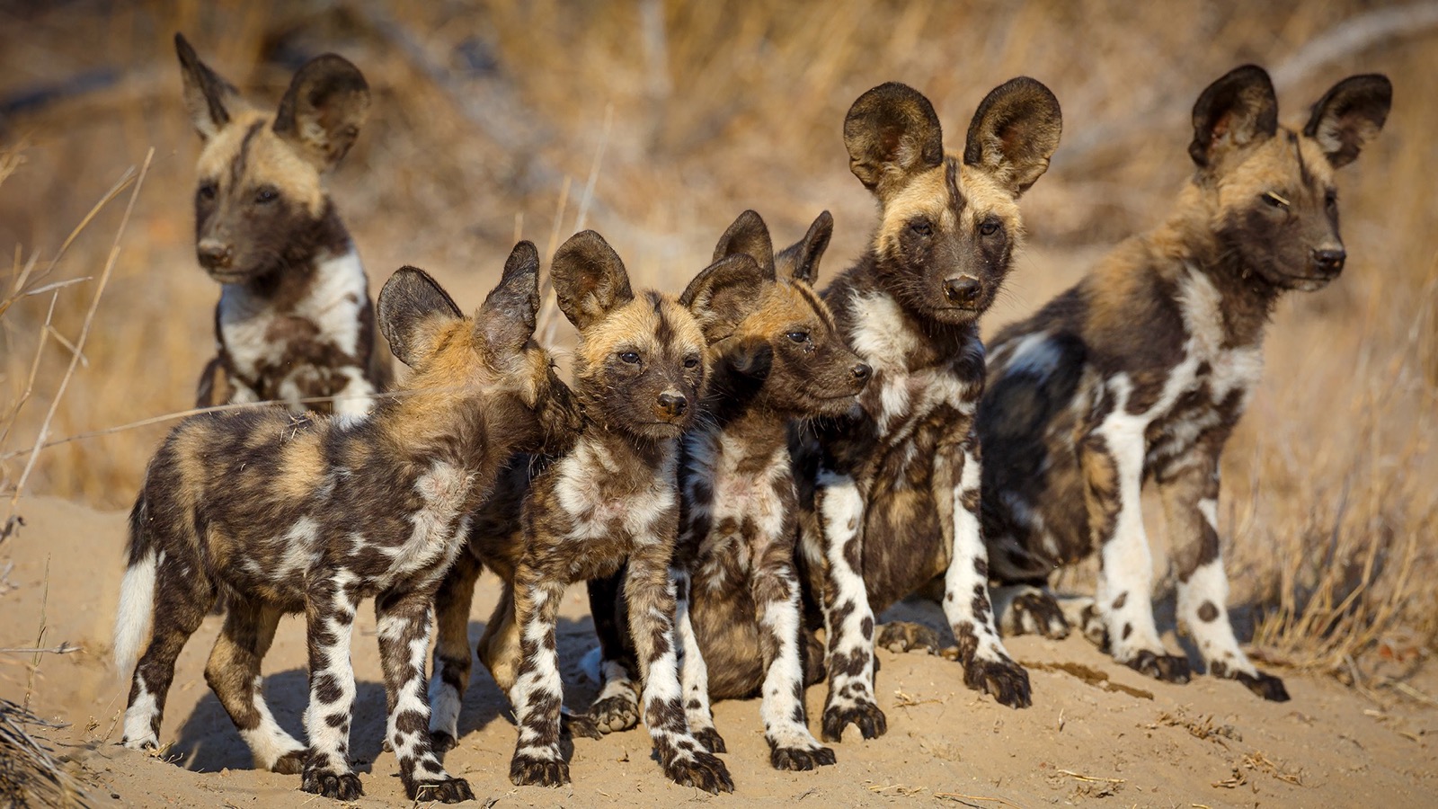 Pick Animals & Find Out Your True Season Quiz African wild dog
