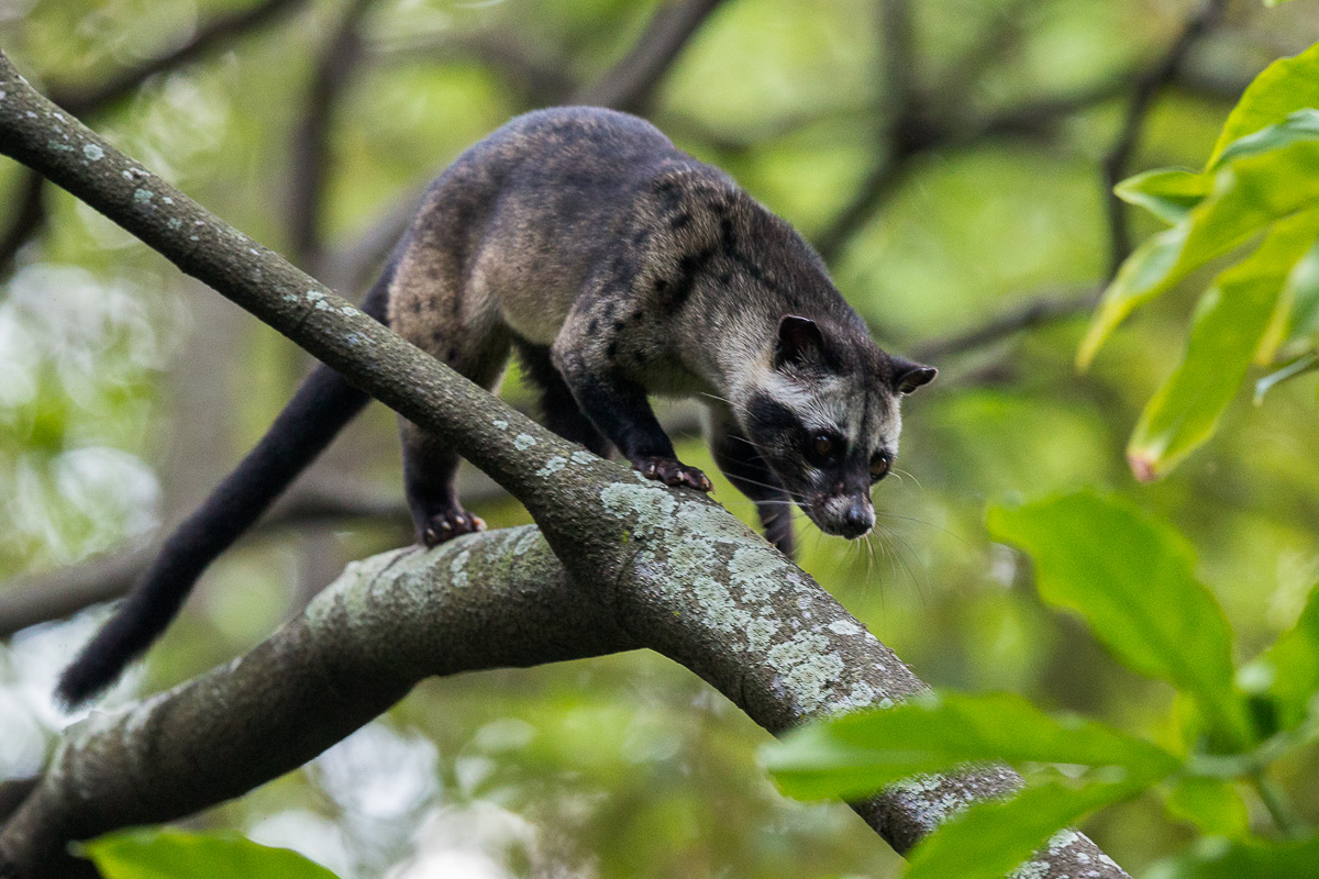 Asian Palm Civet
