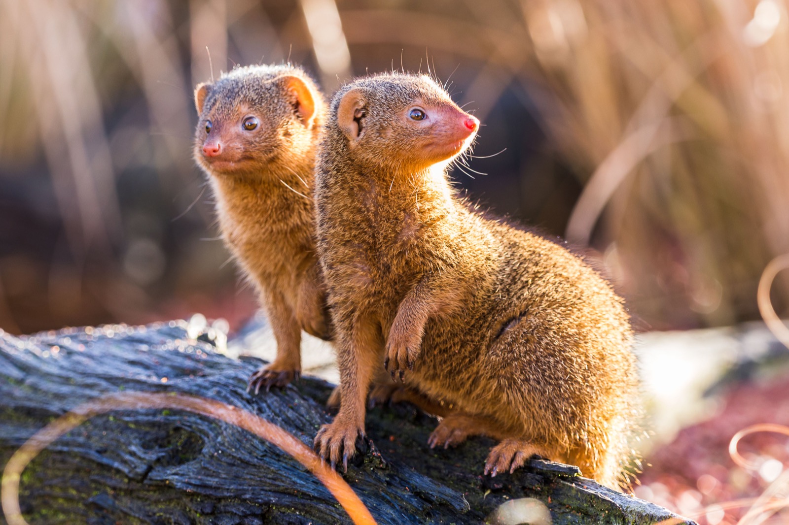 🐒 If You Can Answer 18 of These 24 Animal Questions Correctly, You Likely Know More Than Most People Mongoose