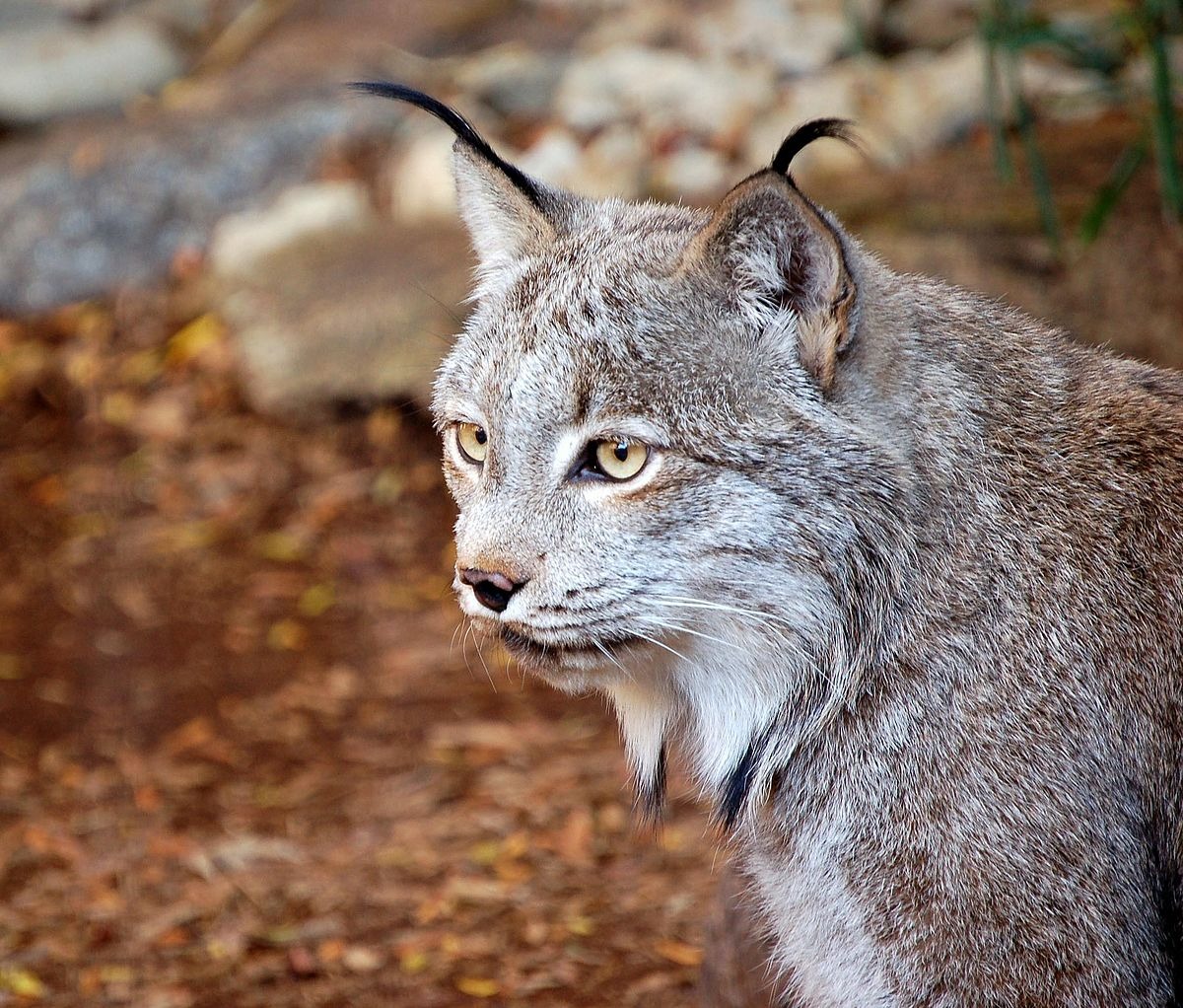 🐒 If You Can Answer 18 of These 24 Animal Questions Correctly, You Likely Know More Than Most People Canadian lynx