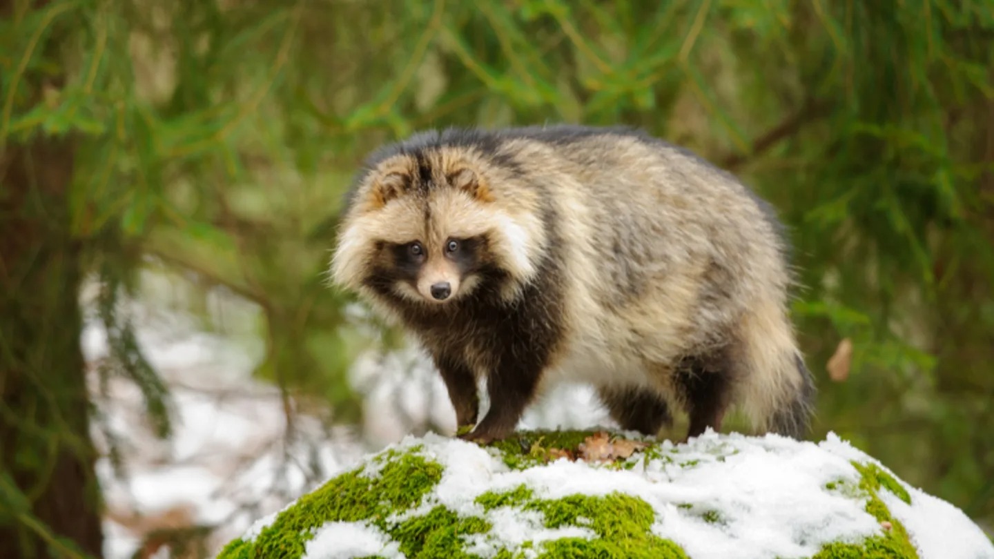From Brain Freeze To Big Easy! Trivia Questions & Answers Raccoon dog